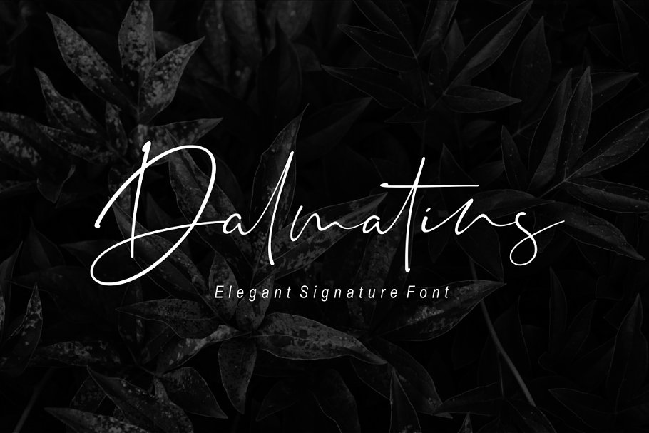 Download Dalmatins // Elegant Signature Font