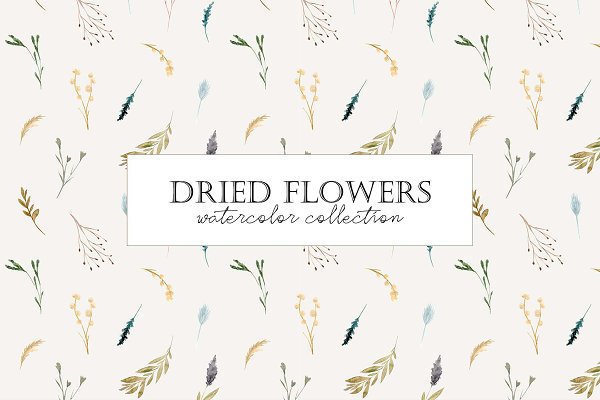 Download Dried Flowers. Watercolor Collection