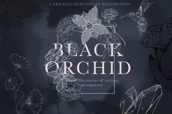 Download Black Orchid Floral Illustrations
