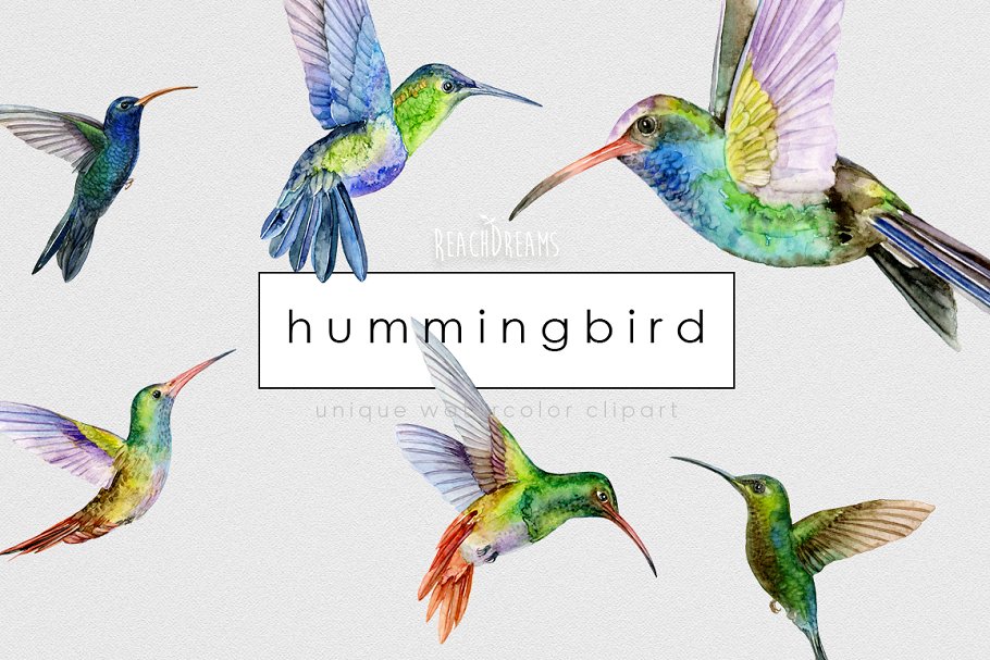 Download Hummingbird Birds Collection