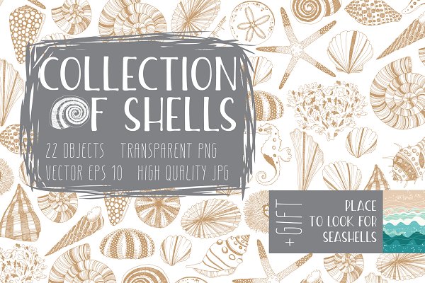 Download Collection of Shells