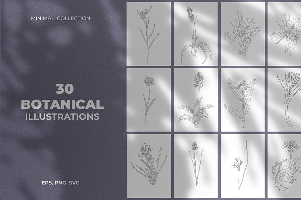 Download Minimal Botanical Illustrations