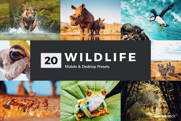 Download 20 Wildlife Lightroom Presets & LUTs