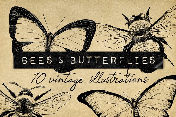 Download Vintage Bee Butterfly Illustrations
