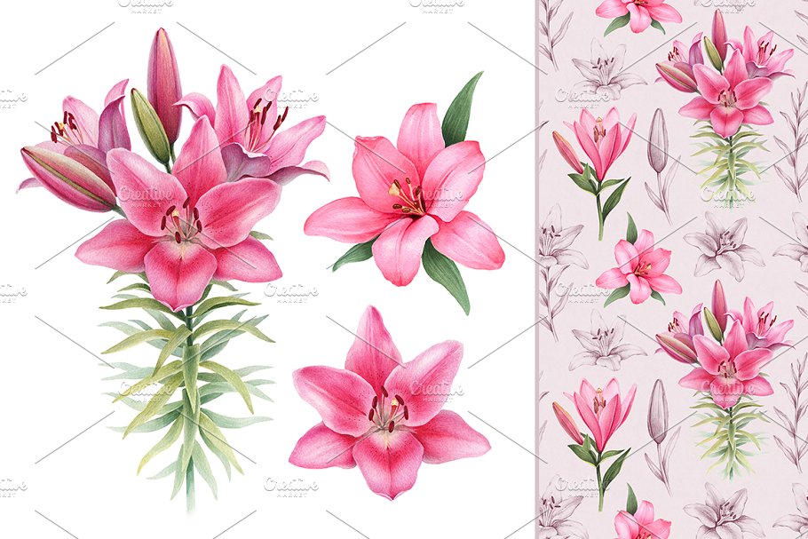 Download Illustrations of Lilies