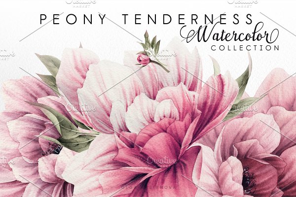 Download Peony tenderness