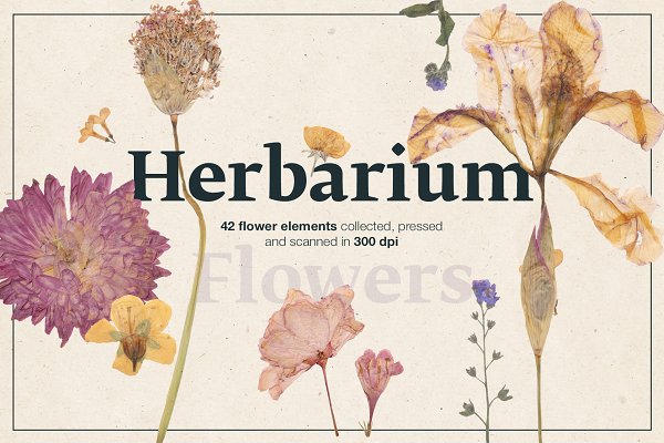 Download Herbarium part 1: Flowers