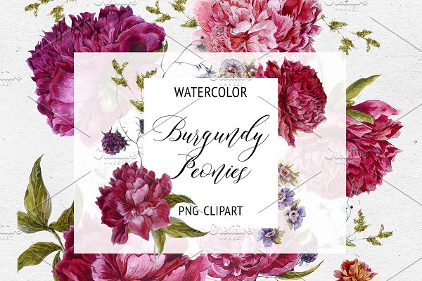 Download Watercolor Burgundy Peonies