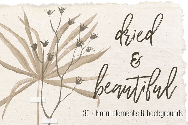 Download Dried flowers and backgrounds