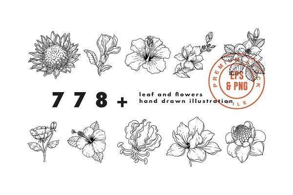 Download 778 leaf & flowers hand drawn Stock