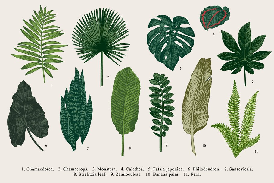 Download 33 Exotic leaves