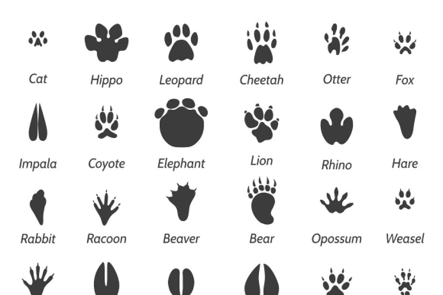 Download Wildlife animals footprints