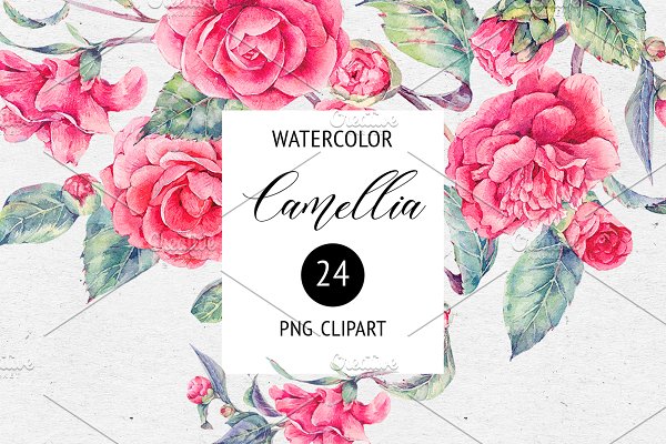 Download Watercolor Camellia Flower Clipart