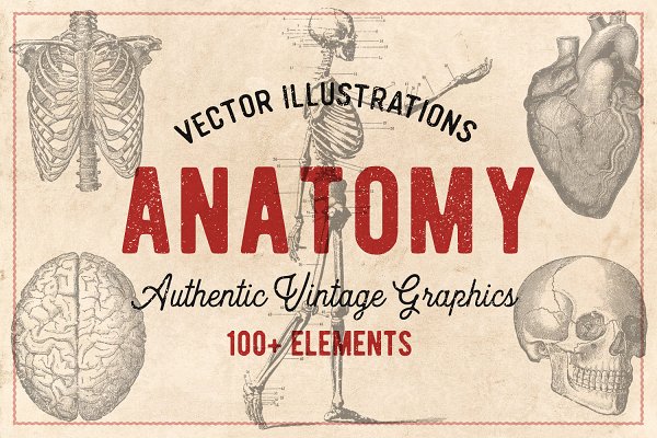 Download 100 Vintage Anatomy Vectors