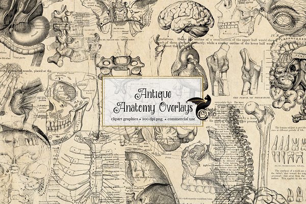 Download Antique Anatomy Overlays