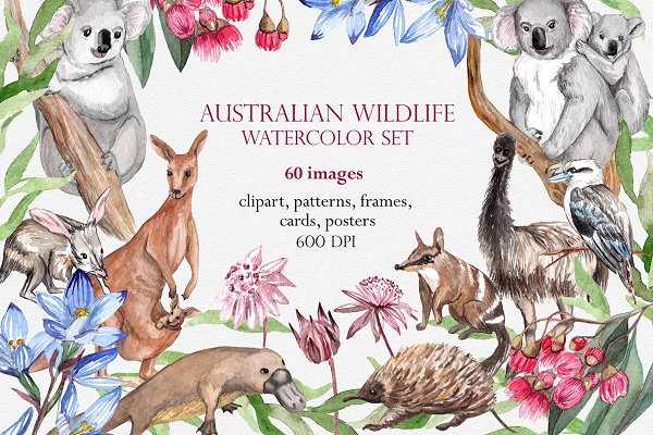 Download Australian Wildlife Watercolor Set