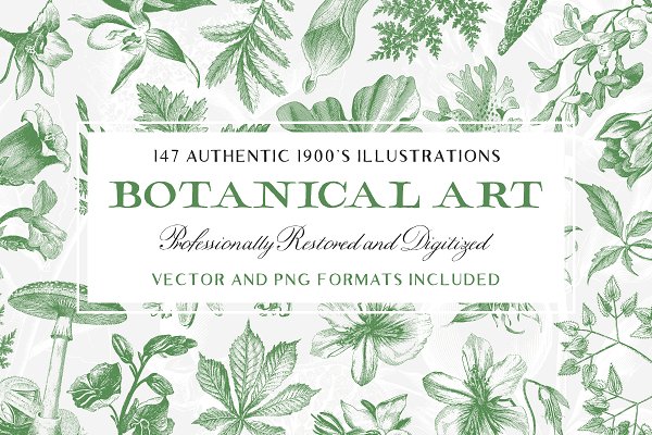 Download 147 Botanical Illustrations Pack