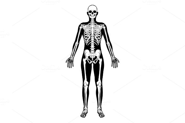Download Human Skeleton Figure Medical