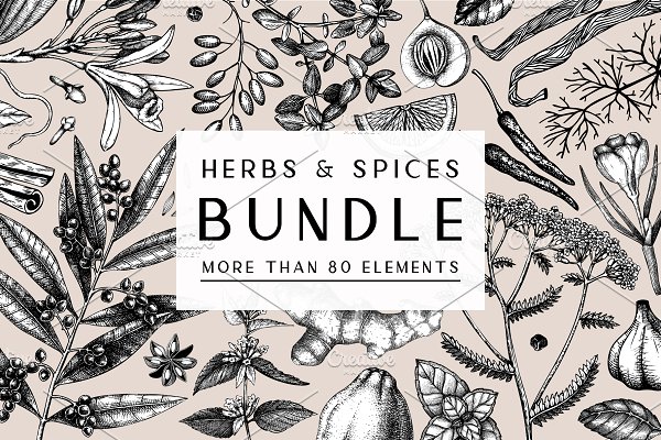 Download BUNDLE - Vector Herbs & Spices