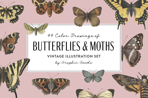 Download Butterflies & Moths Vintage Graphics