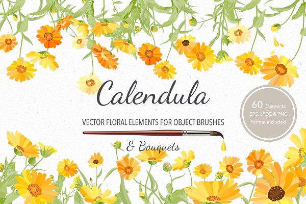 Download Vector object brushes. Calendula