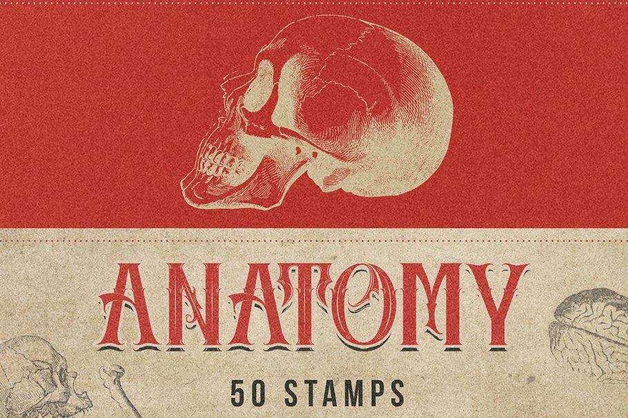 Download 50 Procreate Anatomy Stamps