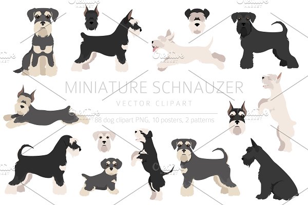 Download Miniature schnauzer clipart