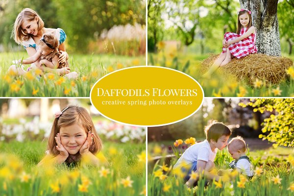 Download Daffodils Flowers photo overlays
