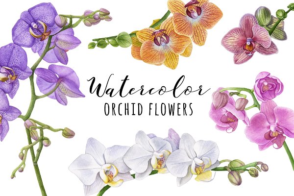 Download Watercolor Orchid Flowers