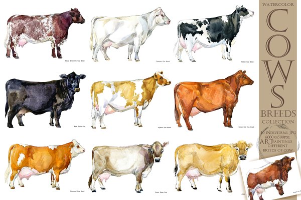 Download Cow breeds. Cattle watercolor set