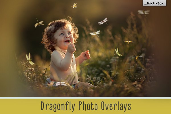 Download Dragonfly Photo Overlays