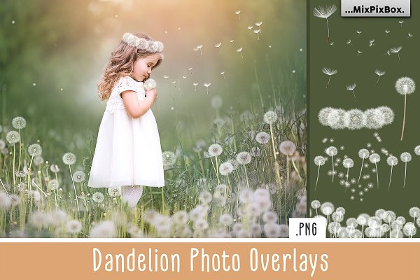 Download Dandelion Overlays