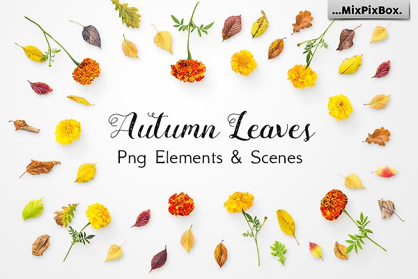 Download Autumn Leaves -Png Elements & Scenes
