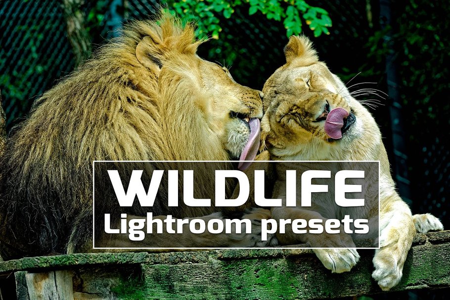 Download Wildlife Lightroom Presets