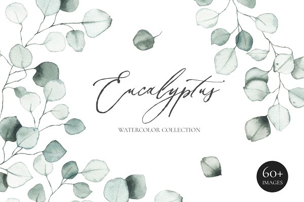 Download EUCALYPTUS - watercolor green leaves