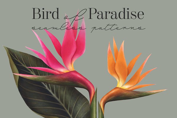 Download Bird of Paradise seamless patterns