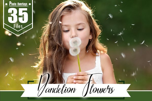 Download 35 dandelion flowers Photo Overlays