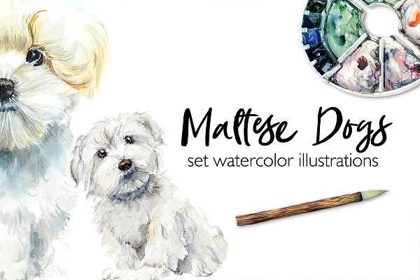 Download Watercolor maltese dog