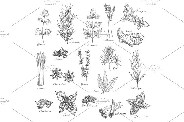 Download Spices and herbs vector sketch icons
