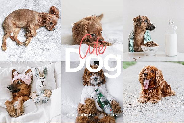 Download Lightroom Preset-Cute Dog Theme
