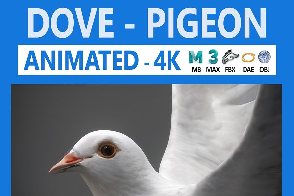 Download White Dove Animation