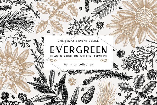 Download Evergreen Plants. Christmas Design.