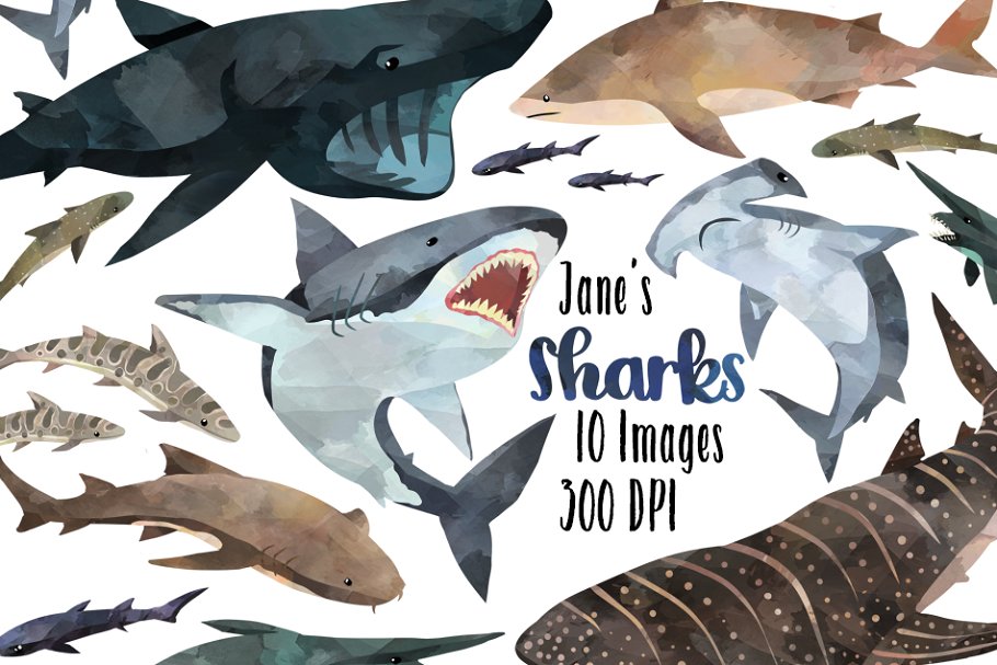 Download Watercolor Shark Species Clipart