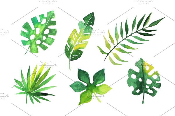 Download Palm Leaves Collection