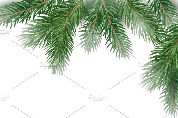 Download Fir Tree Branches background.