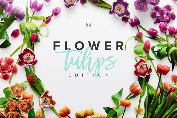 Download Flower Tulips Edition - Custom Scene