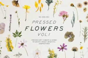Download Pressed Dry Flowers & Herbs Vol.1