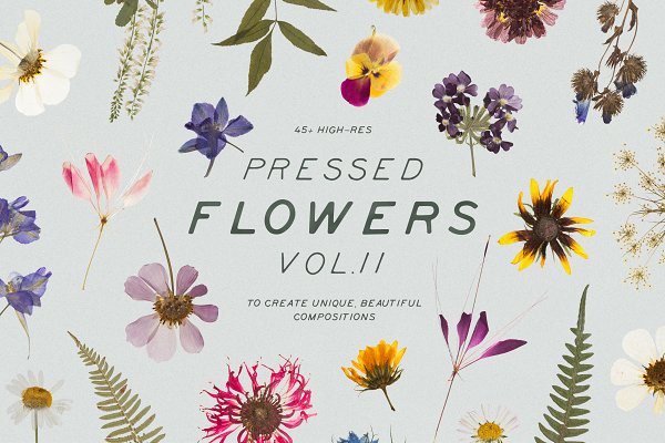 Download Pressed Dry Flowers & Herbs Vol.2