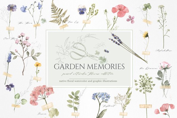 Download pressed floral Watercolor collection