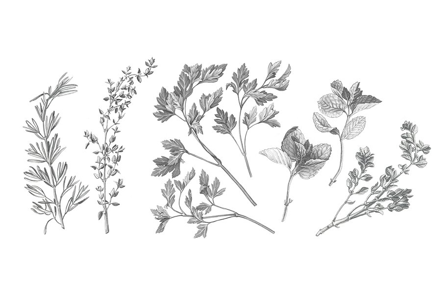 Download Garden Herbs Drawing Set